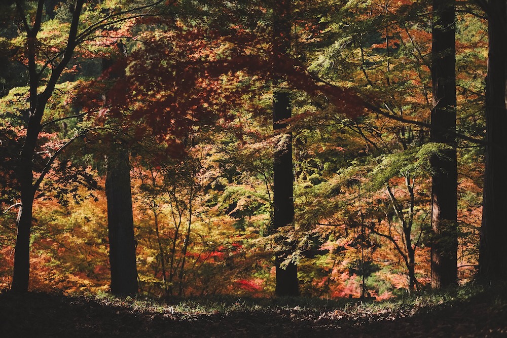 兵庫宍粟市・最上山紅葉公園