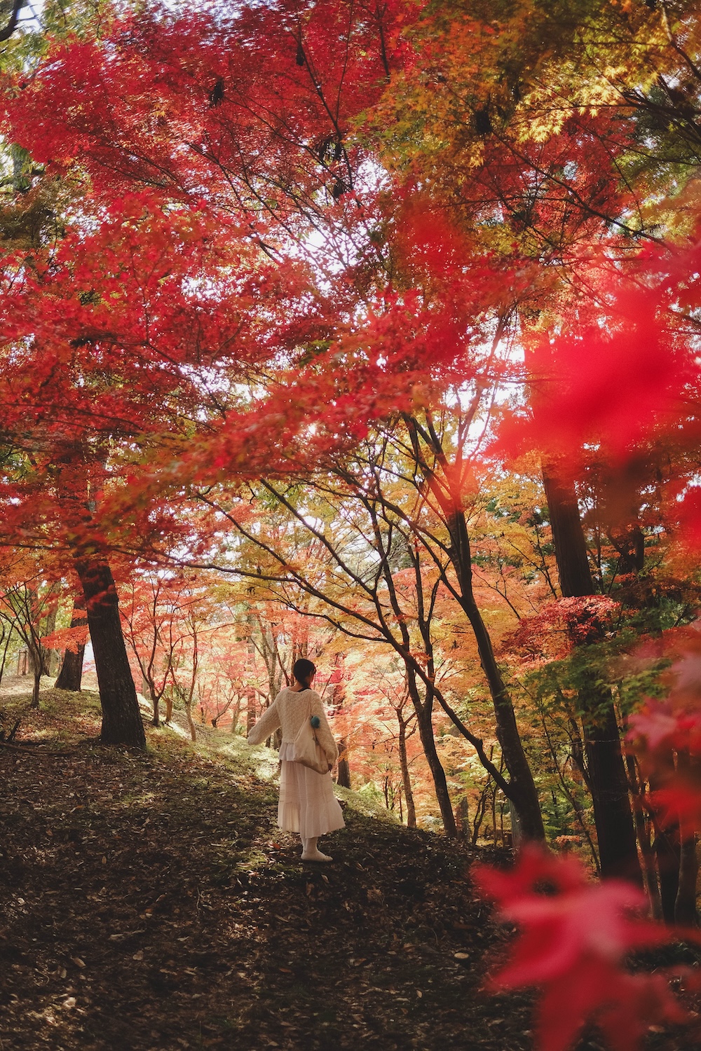 兵庫宍粟市・最上山紅葉公園｜1768年創業的老字號酒廠「老松酒造」84