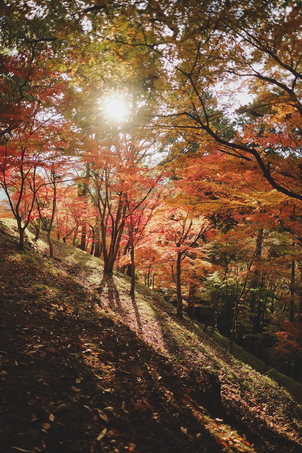 兵庫宍粟市・最上山紅葉公園｜1768年創業的老字號酒廠「老松酒造」86