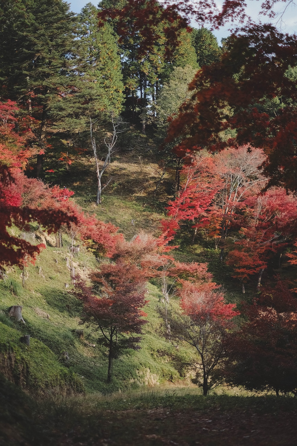 兵庫宍粟市・最上山紅葉公園｜1768年創業的老字號酒廠「老松酒造」88