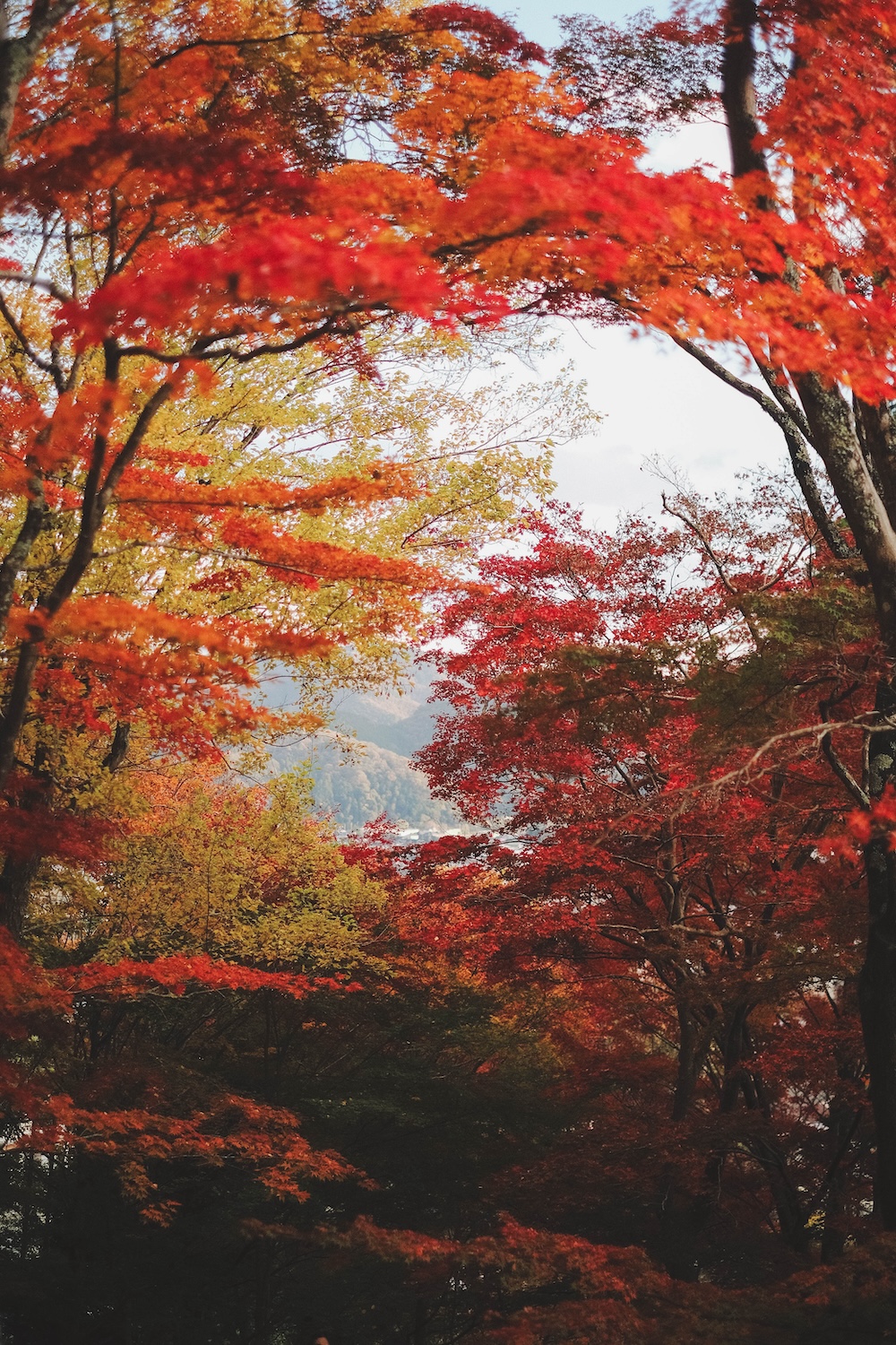 宍粟市最上山紅葉山1