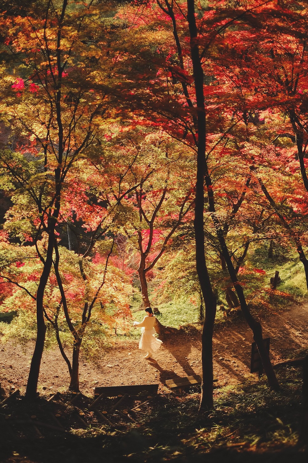 宍粟市最上山紅葉山2