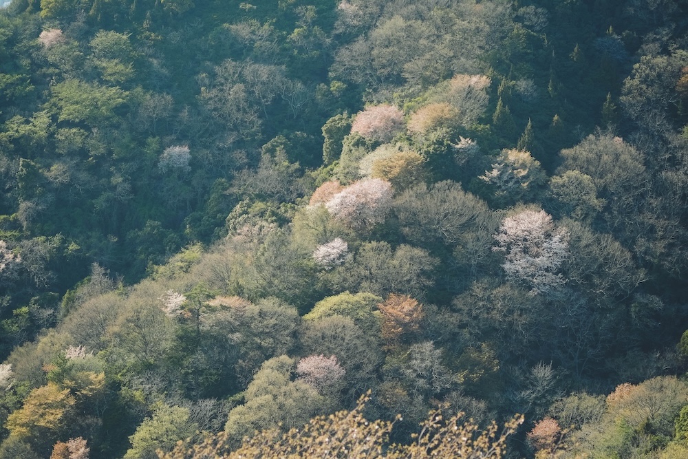 瀨戶內海2天1夜跳島追櫻｜從尾島向島、生口島至紫雲出山，橫跨4縣春日絕景之旅199