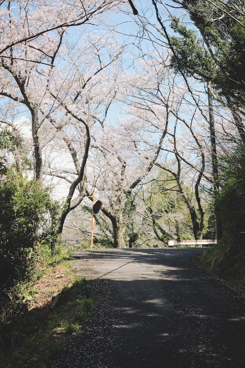 瀨戶內海2天1夜跳島追櫻｜從尾島向島、生口島至紫雲出山，橫跨4縣春日絕景之旅61