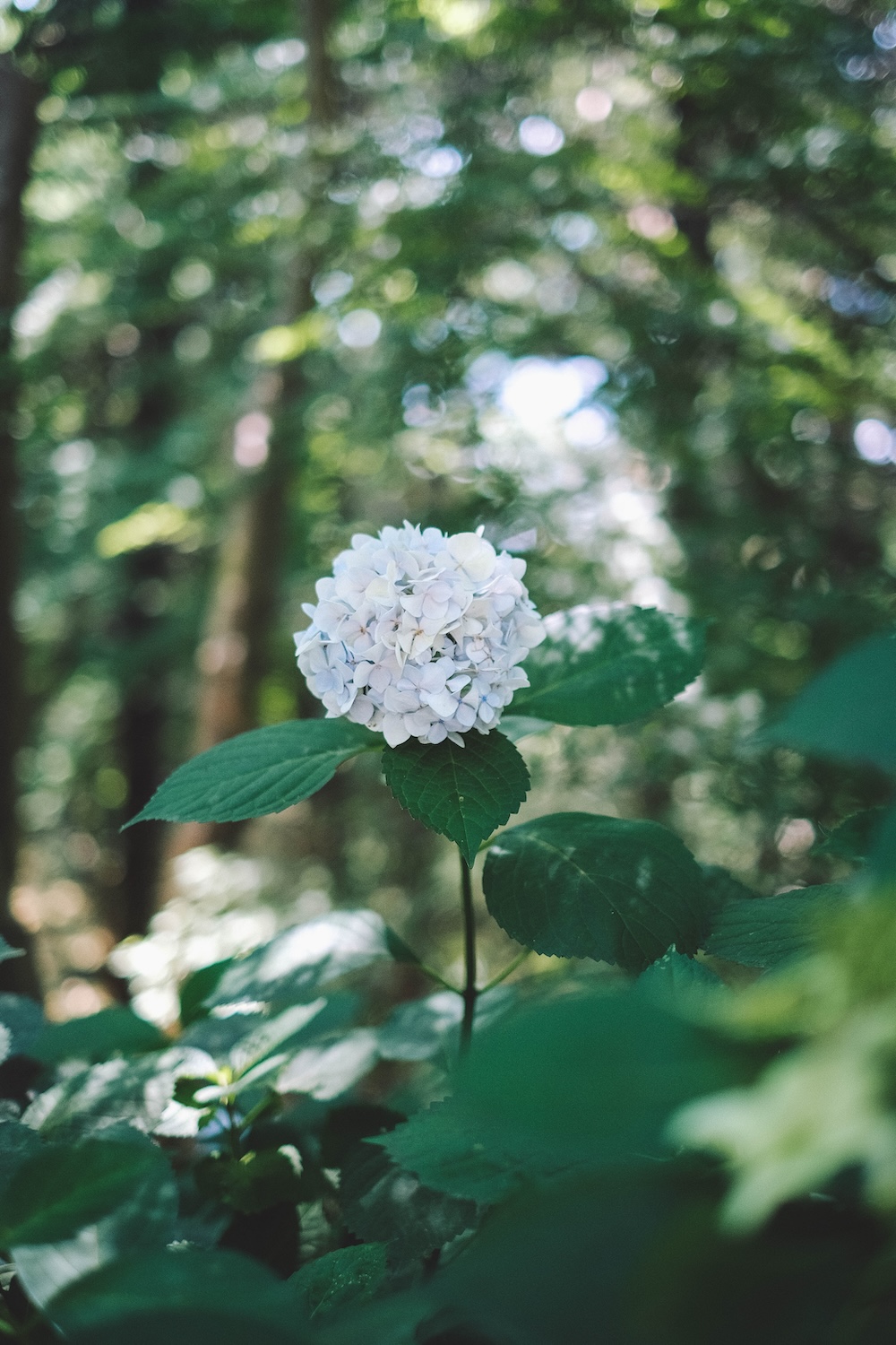 瓦屋禅寺 夏季 風鈴1