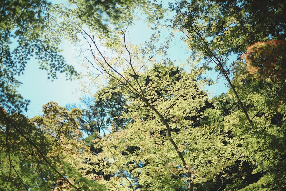 瓦屋禅寺 夏季 風鈴25