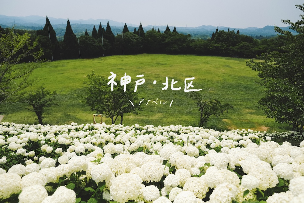 神戶夏季限定景點｜北區「道之驛 神戶水果花卉公園 大澤」3,000株白色繡球花海