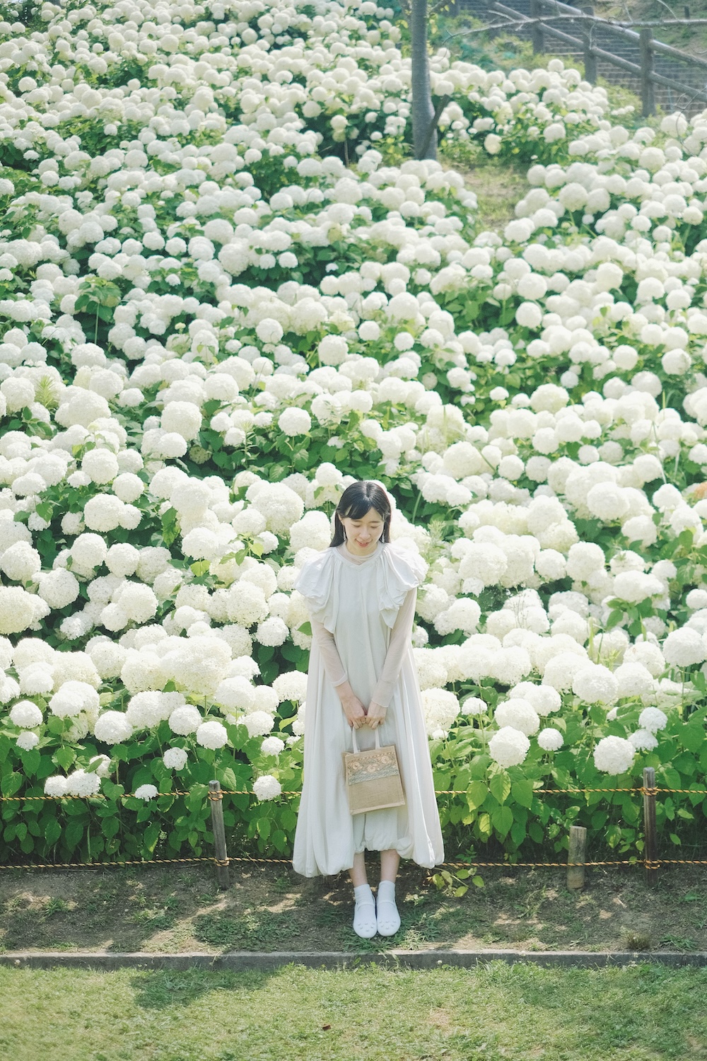 神戶夏季限定景點｜北區「道之驛 神戶水果花卉公園 大澤」3,000株白色繡球花海001