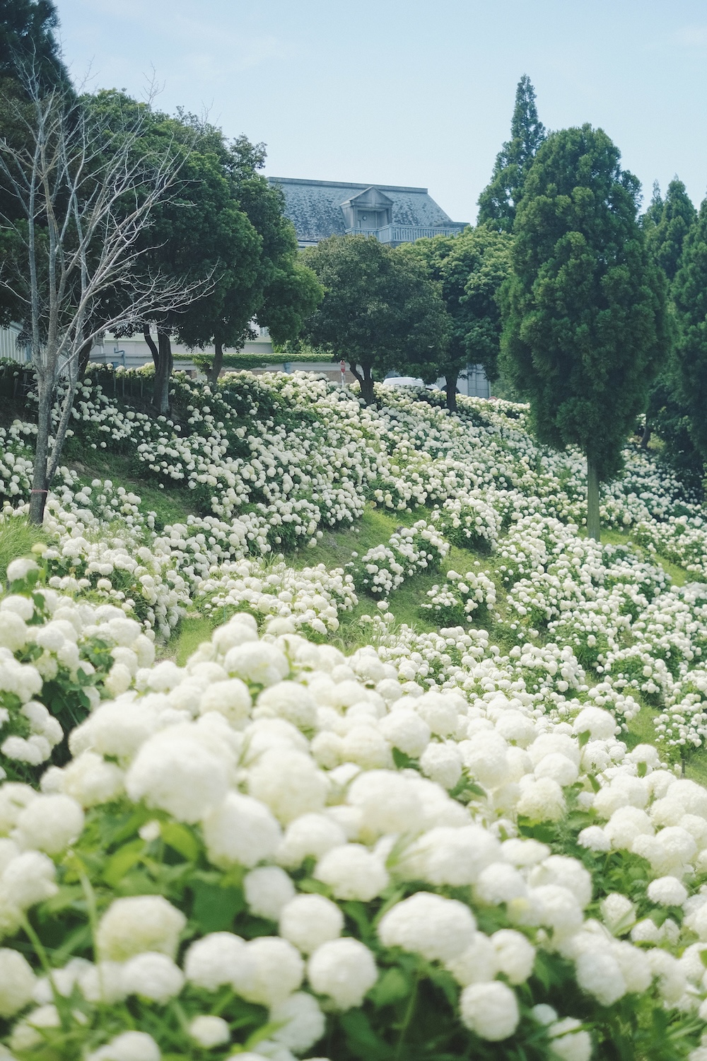 神戶夏季限定景點｜北區「道之驛 神戶水果花卉公園 大澤」3,000株白色繡球花海105