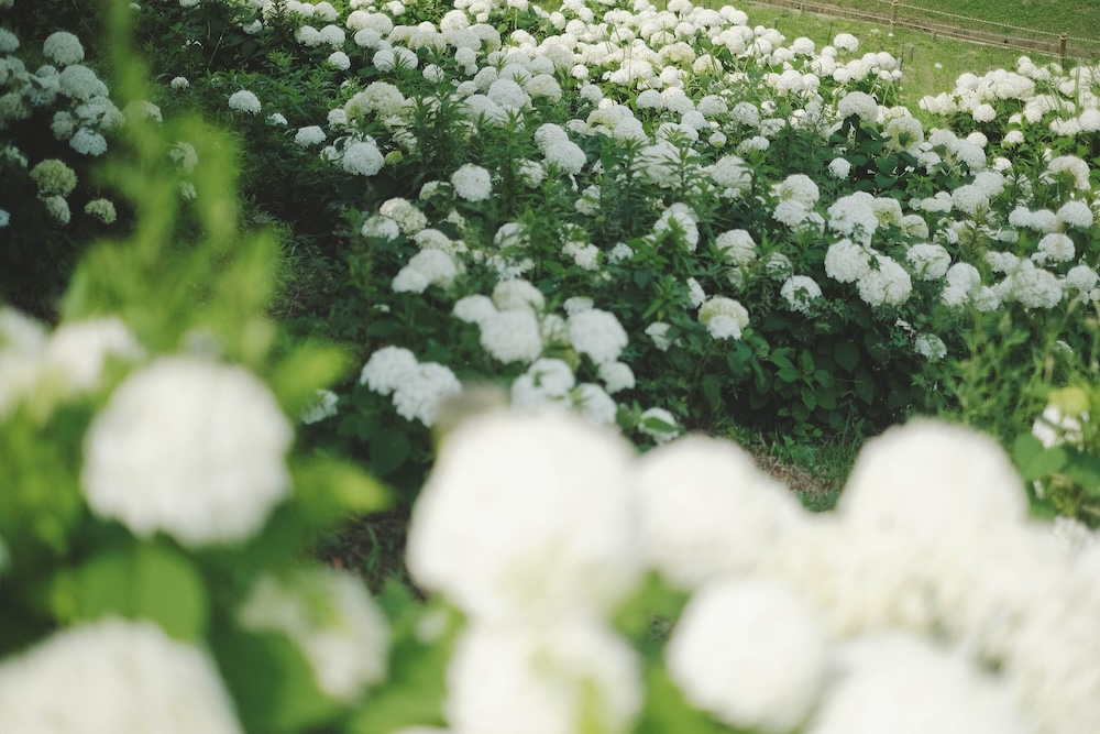 神戶夏季限定景點｜北區「道之驛 神戶水果花卉公園 大澤」3,000株白色繡球花海140