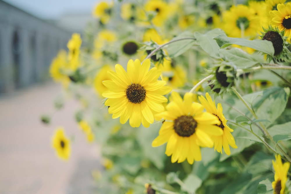 神戶夏季限定景點｜北區「道之驛 神戶水果花卉公園 大澤」3,000株白色繡球花海206