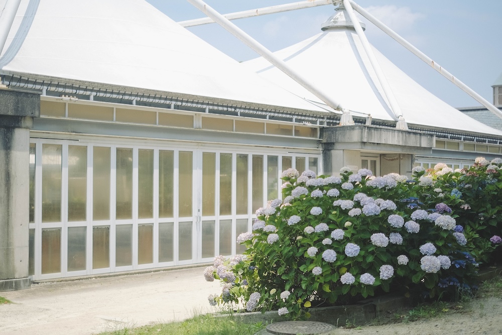 神戶夏季限定景點｜北區「道之驛 神戶水果花卉公園 大澤」3,000株白色繡球花海