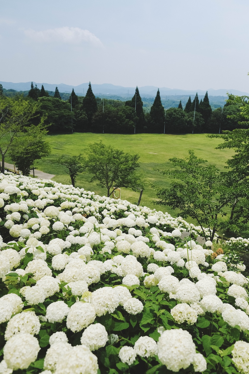 神戶夏季限定景點｜北區「道之驛 神戶水果花卉公園 大澤」3,000株白色繡球花海214