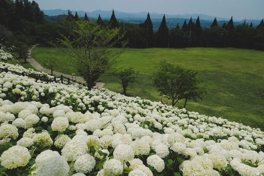 神戶夏季限定景點｜北區「道之驛 神戶水果花卉公園 大澤」3,000株白色繡球花海217