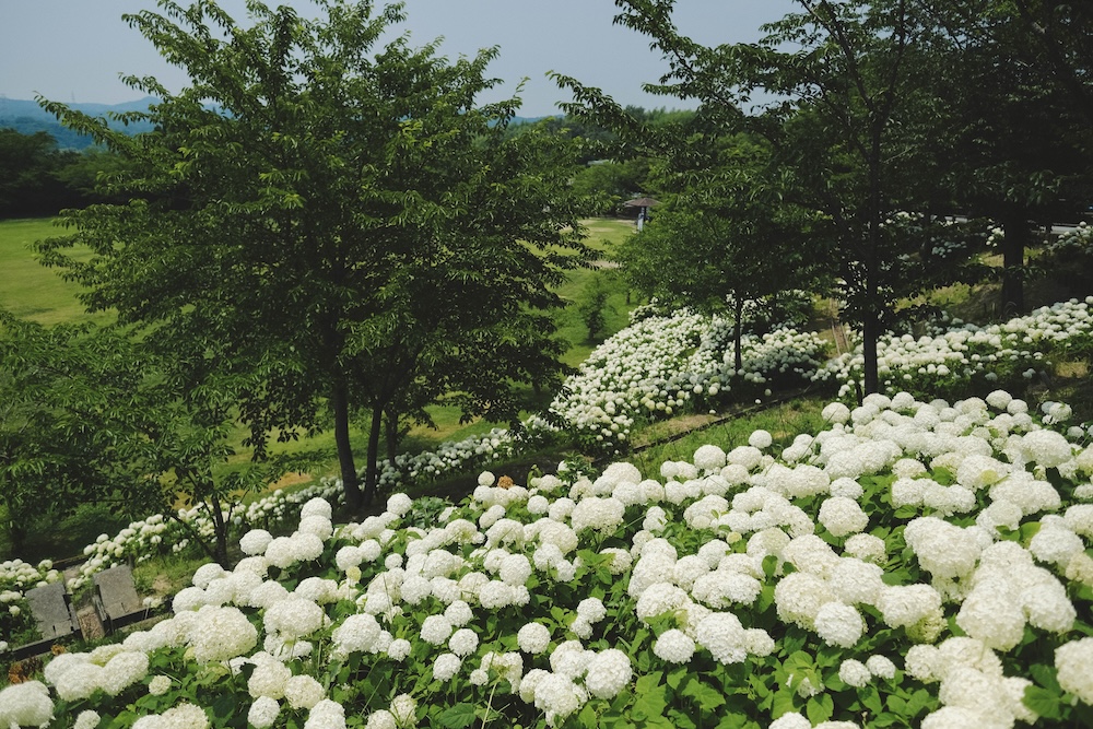 神戶夏季限定景點｜北區「道之驛 神戶水果花卉公園 大澤」3,000株白色繡球花海218