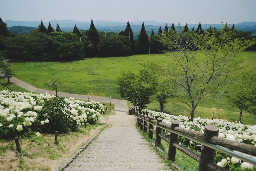 神戶夏季限定景點｜北區「道之驛 神戶水果花卉公園 大澤」3,000株白色繡球花海