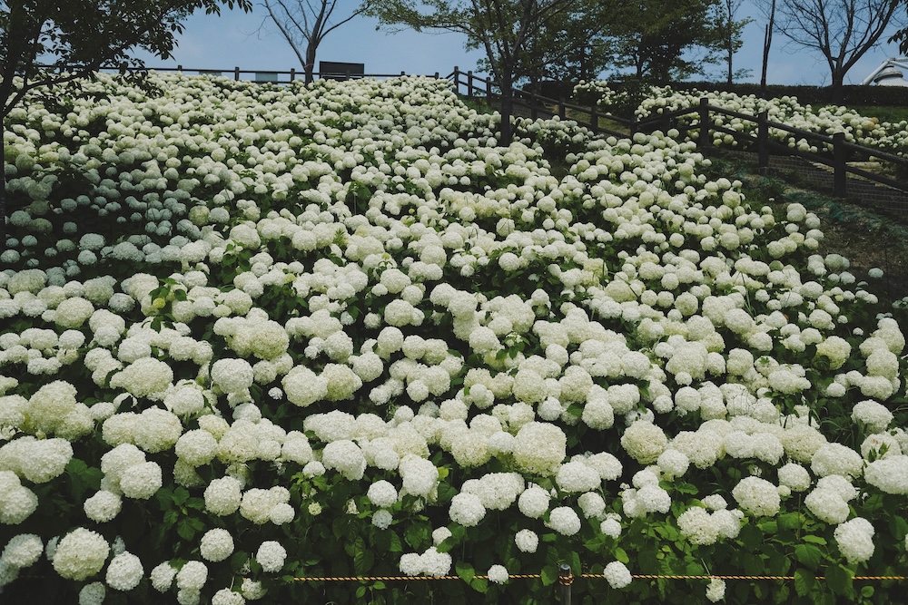 神戶夏季限定景點｜北區「道之驛 神戶水果花卉公園 大澤」3,000株白色繡球花海227