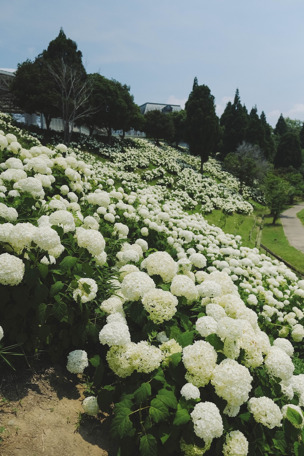 神戶夏季限定景點｜北區「道之驛 神戶水果花卉公園 大澤」3,000株白色繡球花海232