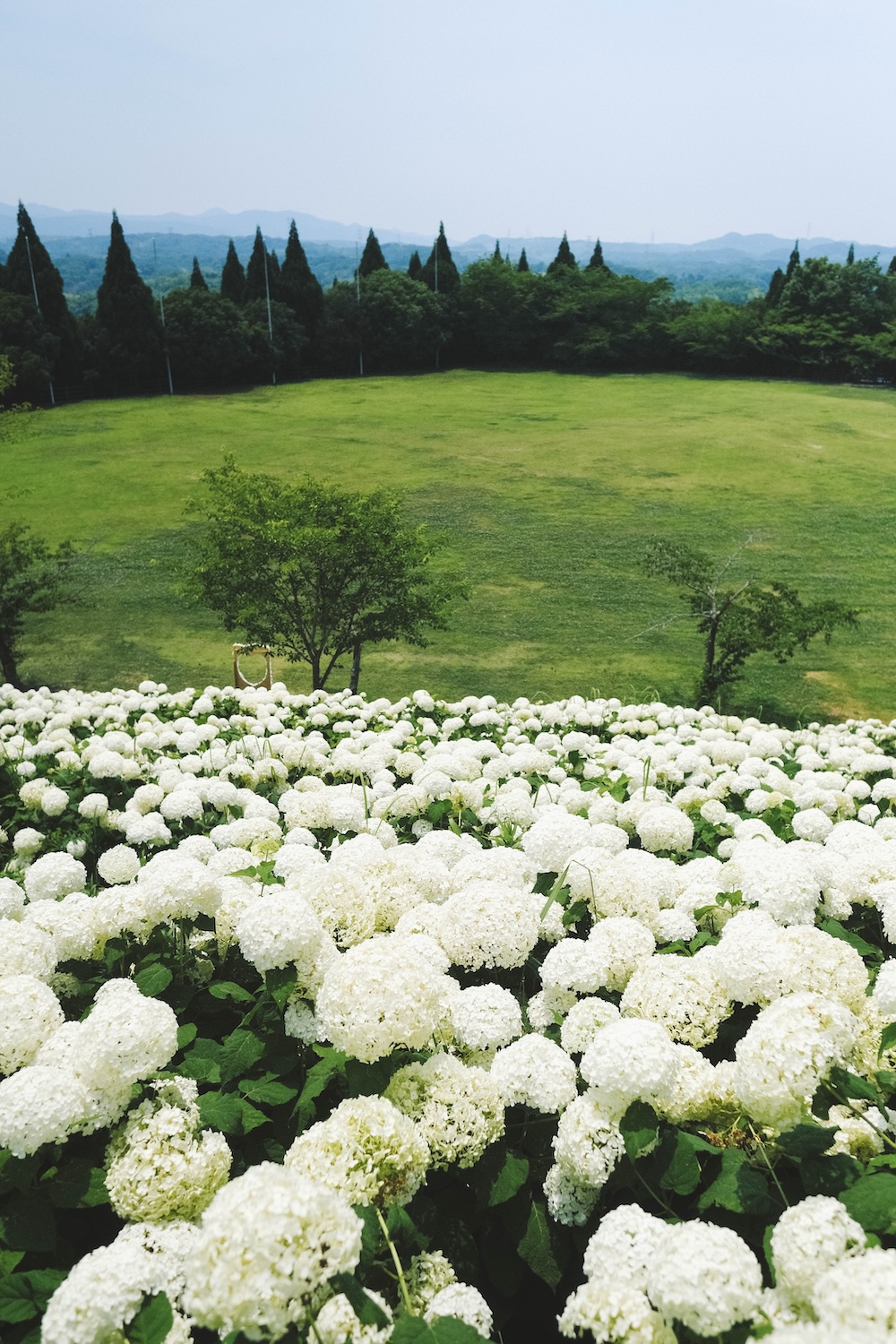 神戶夏季限定景點｜北區「道之驛 神戶水果花卉公園 大澤」3,000株白色繡球花海233