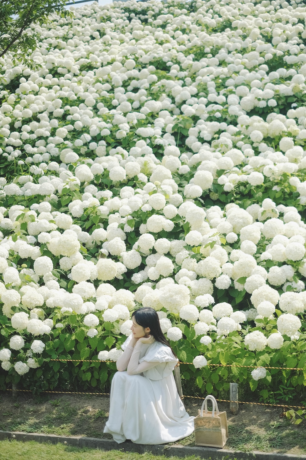 神戶夏季限定景點｜北區「道之驛 神戶水果花卉公園 大澤」3,000株白色繡球花海25