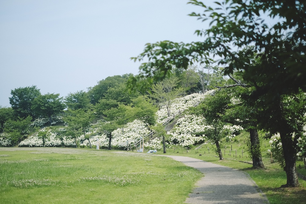 神戶夏季限定景點｜北區「道之驛 神戶水果花卉公園 大澤」3,000株白色繡球花海61
