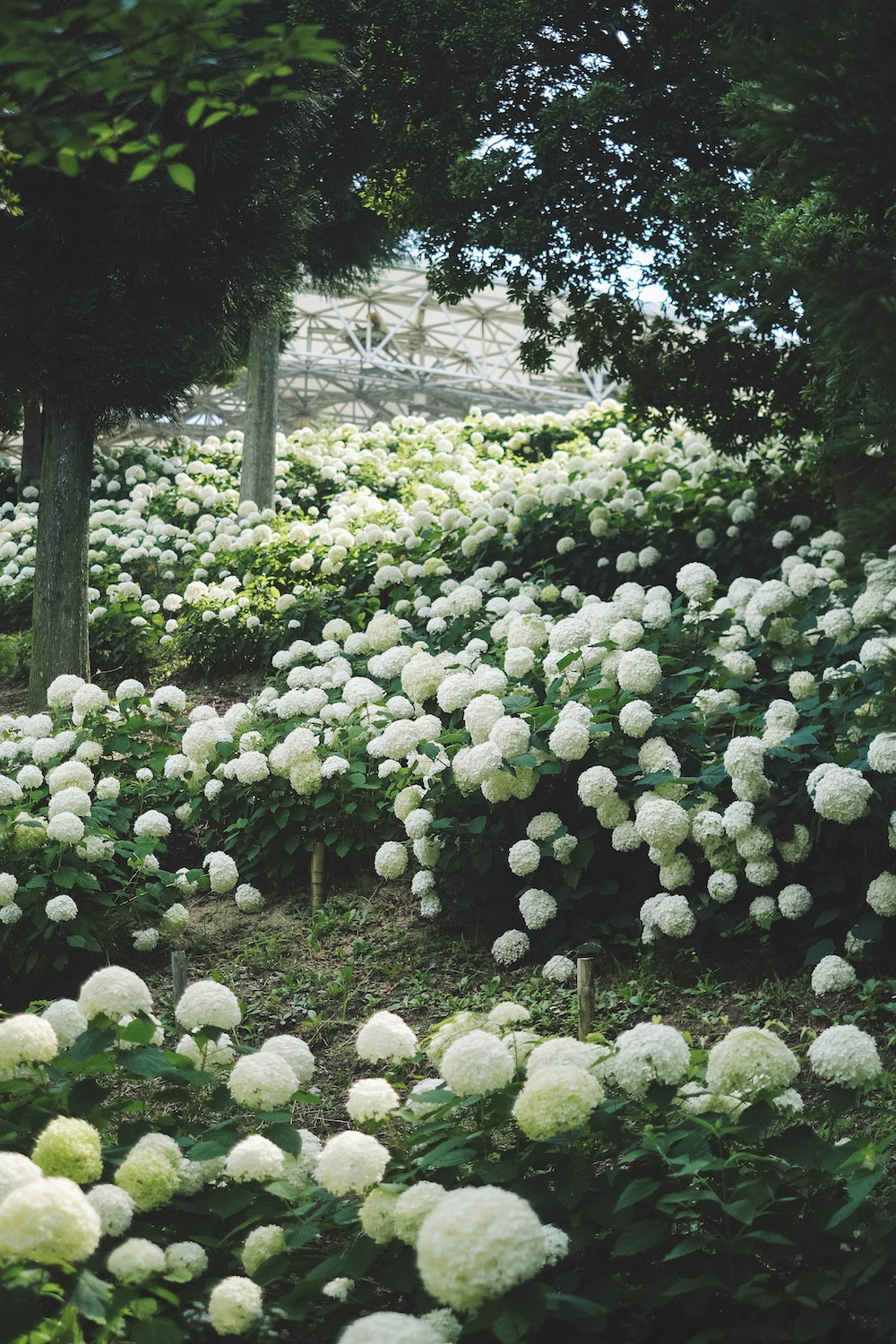神戶夏季限定景點｜北區「道之驛 神戶水果花卉公園 大澤」3,000株白色繡球花海62