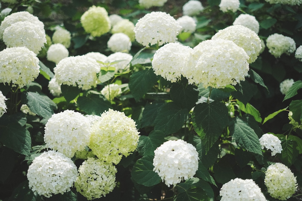 神戶夏季限定景點｜北區「道之驛 神戶水果花卉公園 大澤」3,000株白色繡球花海63