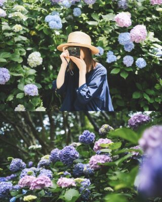 紫陽花色に染まる #神戸市立森林植物園 💠
⁡
また秋頃に再訪します…🍂
⁡
⁡
#神戸愛 #神戸っ子
#神戸観光 #神戸森林植物園 #紫陽花 #あじさい
#被写体 #カメラ女子 #富士フィルム #富士フィルムに恋してる