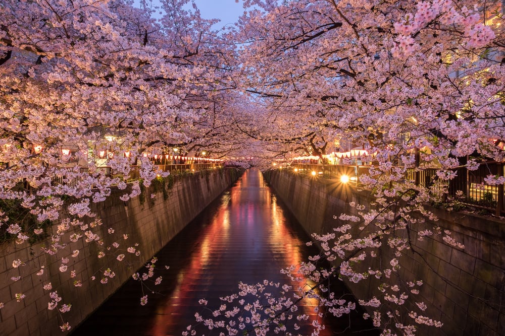 【東京賞櫻景點】目黑川沿岸賞櫻－帶你欣賞不可思議的櫻花美景！